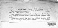 Image of Discula graminum